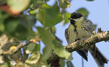 Mésange charbonnière