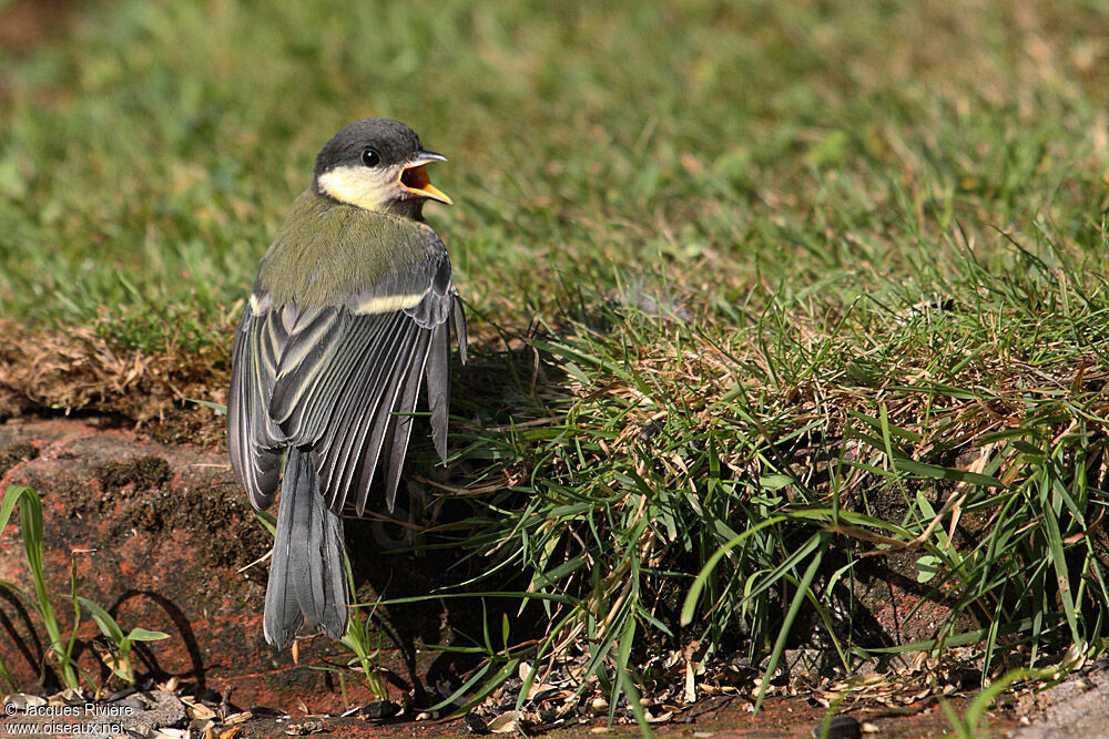 Mésange charbonnièrejuvénile