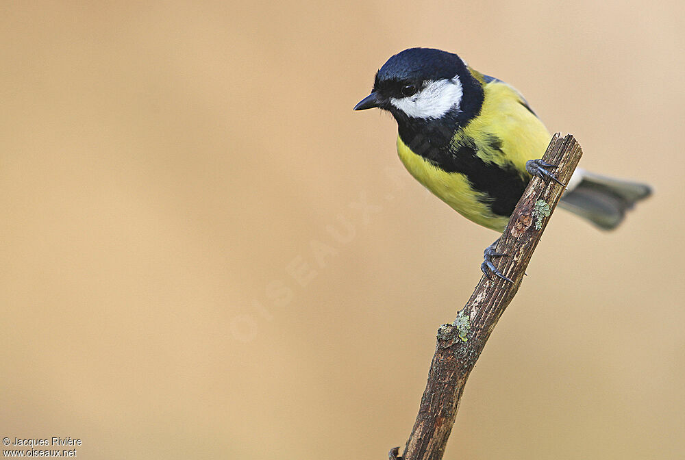 Mésange charbonnière mâle adulte nuptial