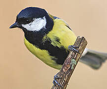 Mésange charbonnière