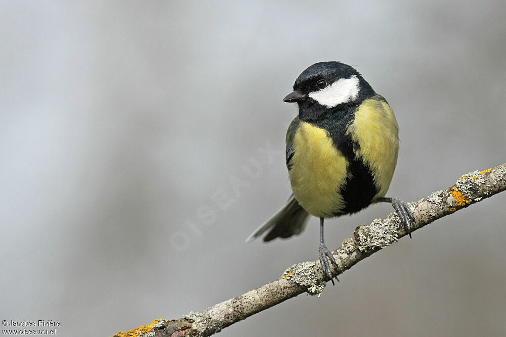 Mésange charbonnière mâle adulte