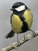 Great Tit