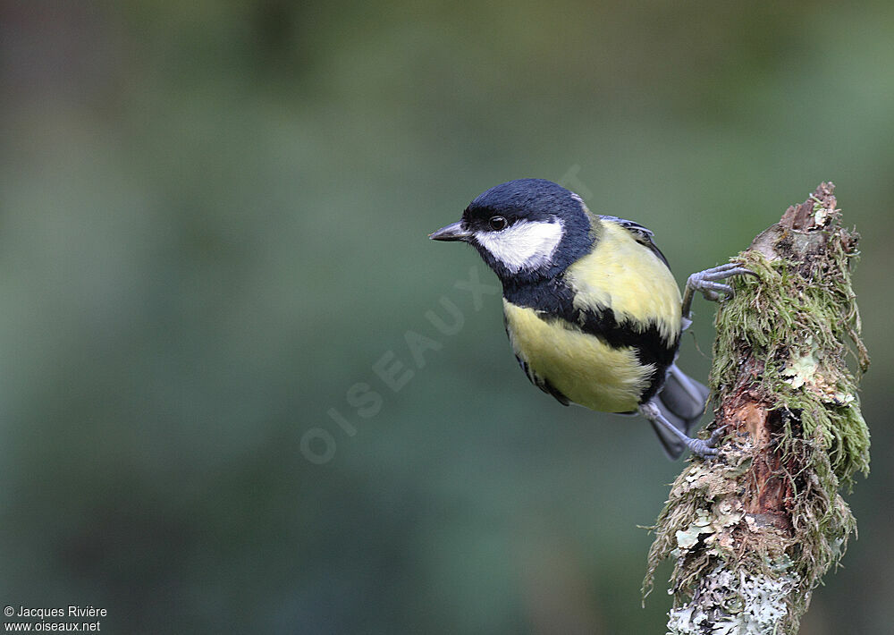 Mésange charbonnière mâle adulte