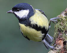 Great Tit