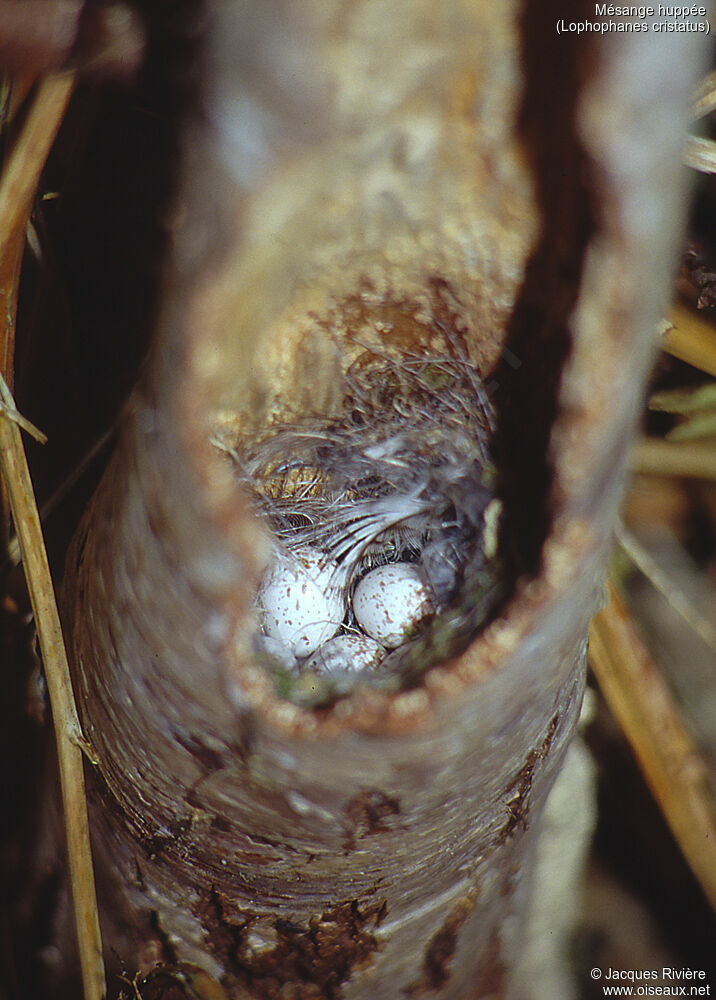 Crested Tit, Reproduction-nesting