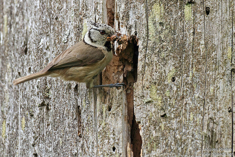 Crested Tit female adult, Reproduction-nesting