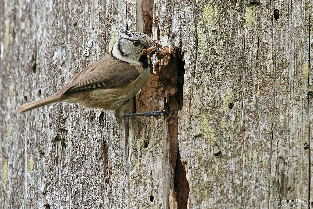 Mésange huppée femelle adulte, Nidification