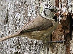 European Crested Tit