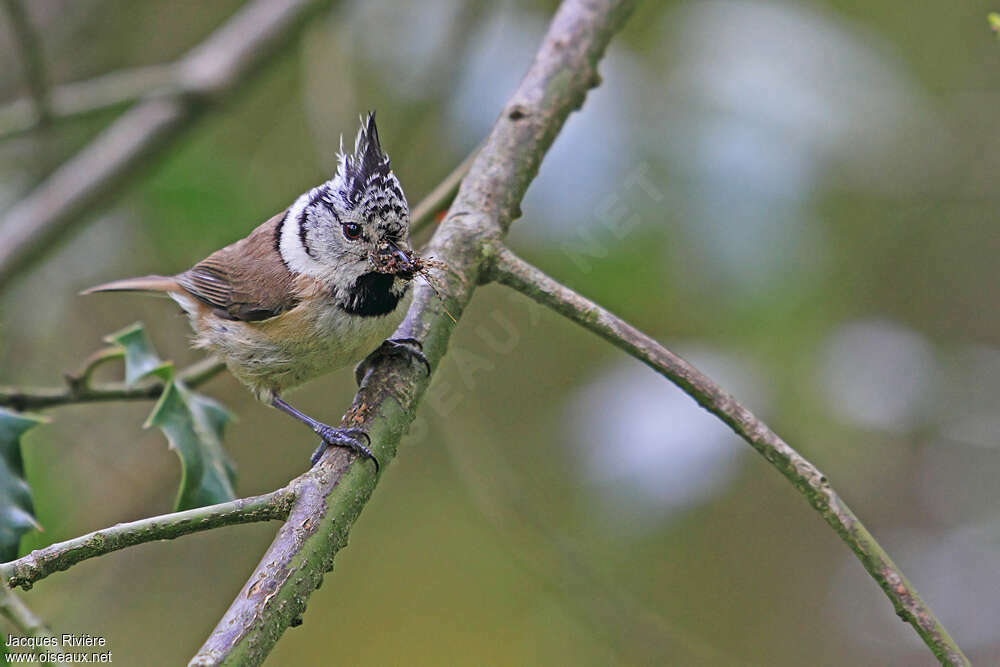 European Crested Tit male adult, feeding habits, Reproduction-nesting