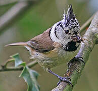 Mésange huppée