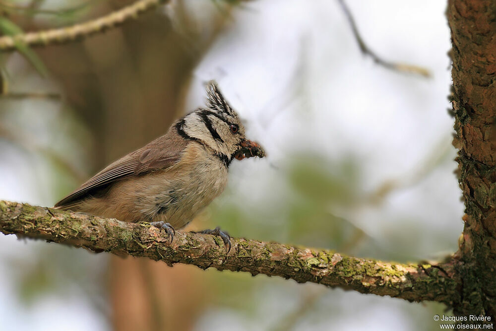 Crested Tit male adult, Reproduction-nesting