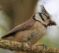 Mésange huppée