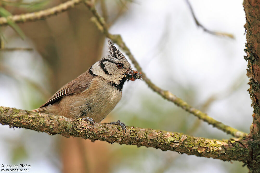 European Crested Tit male adult, Reproduction-nesting