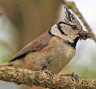 Crested Tit