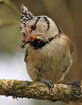 Mésange huppée