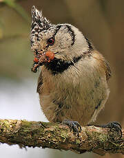 Mésange huppée