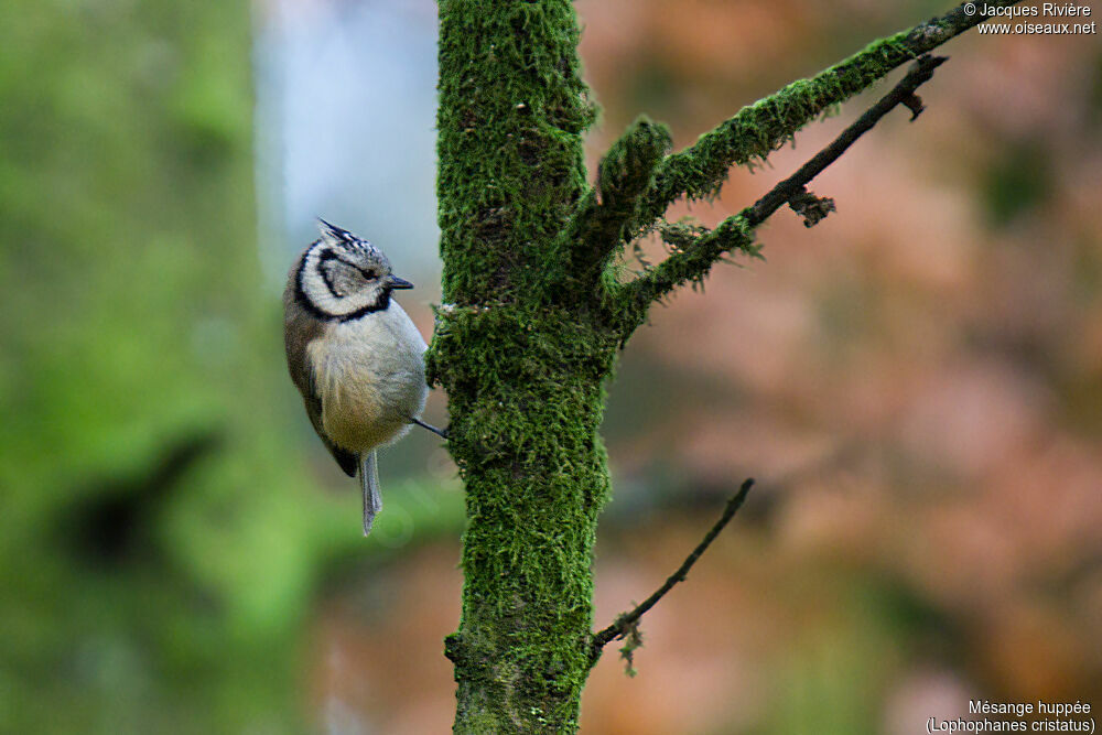 Mésange huppée femelle adulte nuptial, portrait