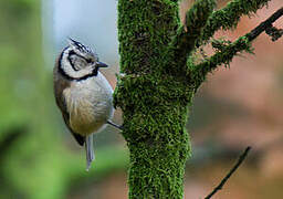 European Crested Tit