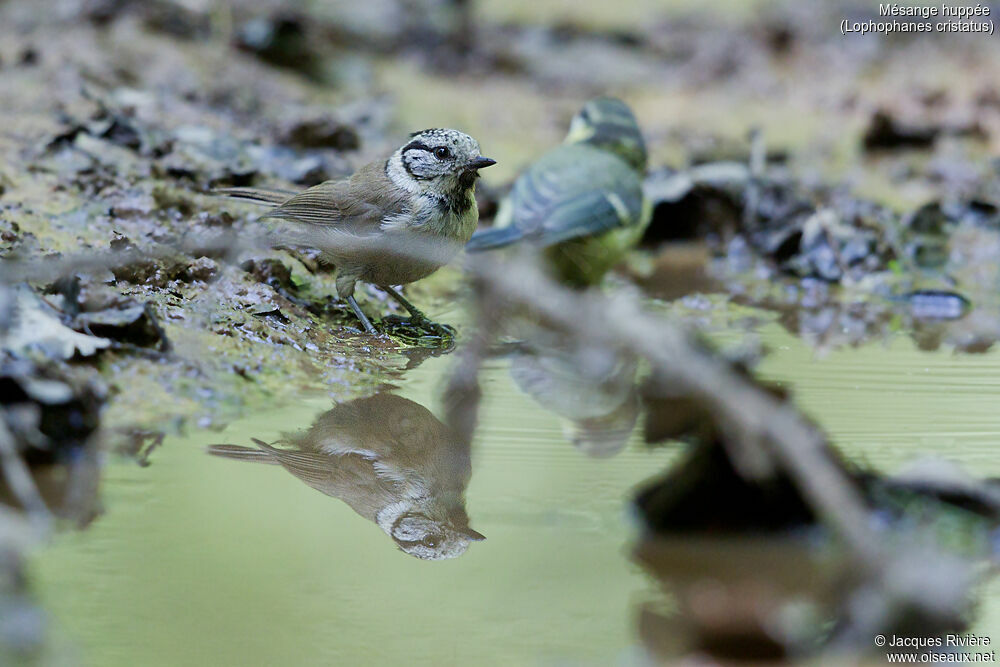 Crested Titimmature, identification