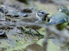 Crested Tit