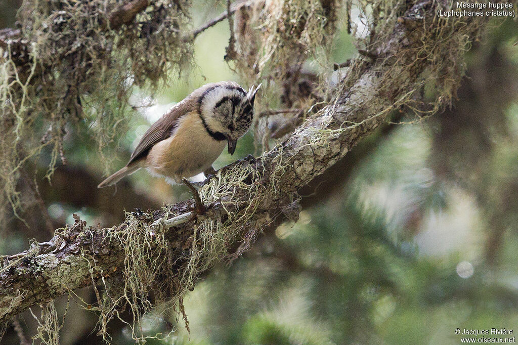 European Crested Tit male adult breeding, identification