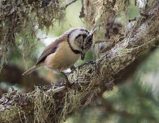 European Crested Tit