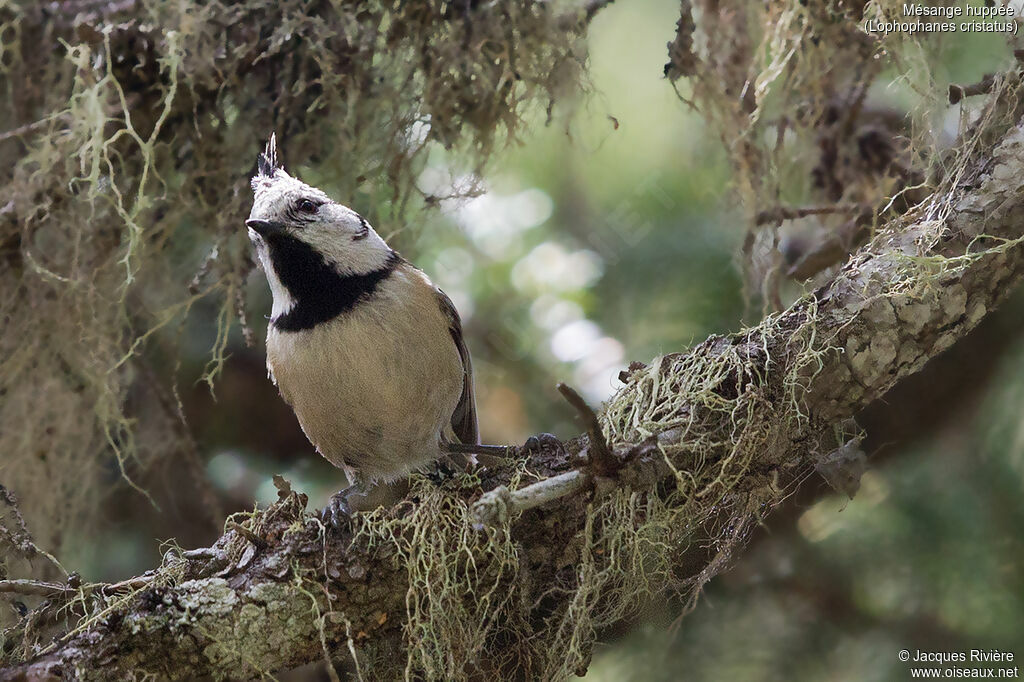 Crested Tit male adult breeding, identification