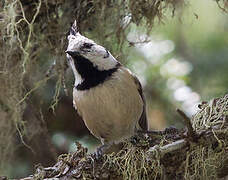 European Crested Tit