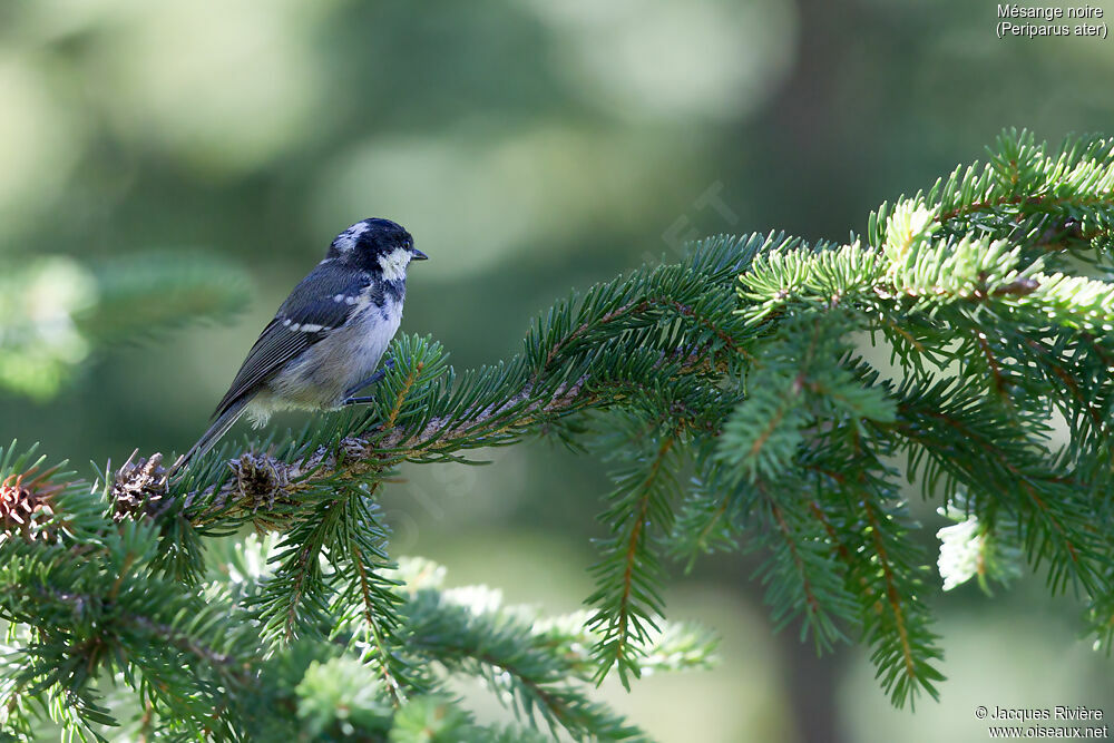 Mésange noireadulte, identification