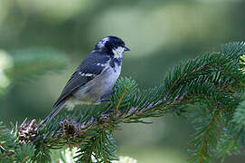 Coal Tit