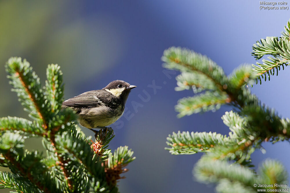 Mésange noireimmature, identification