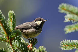 Coal Tit