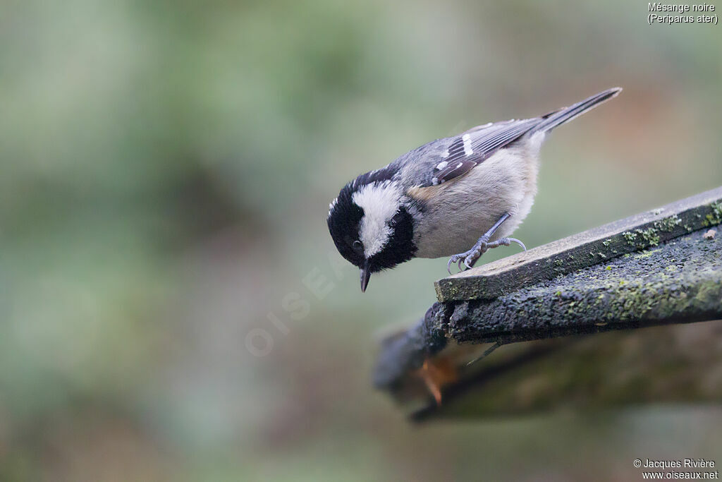 Mésange noireadulte nuptial, identification