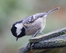 Coal Tit