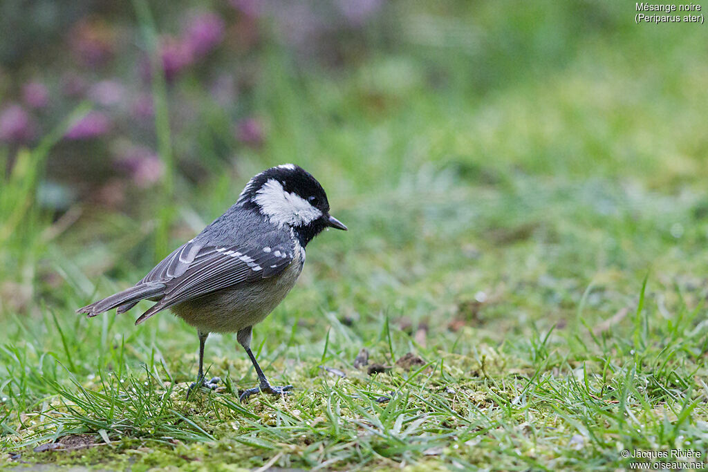 Mésange noireadulte nuptial, identification