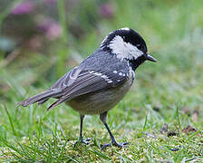 Coal Tit