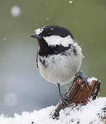 Coal Tit