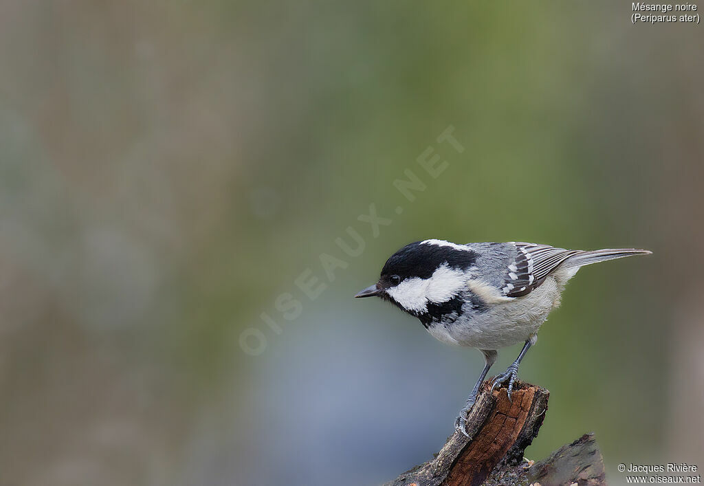 Mésange noireadulte nuptial, identification