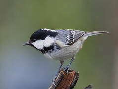 Coal Tit