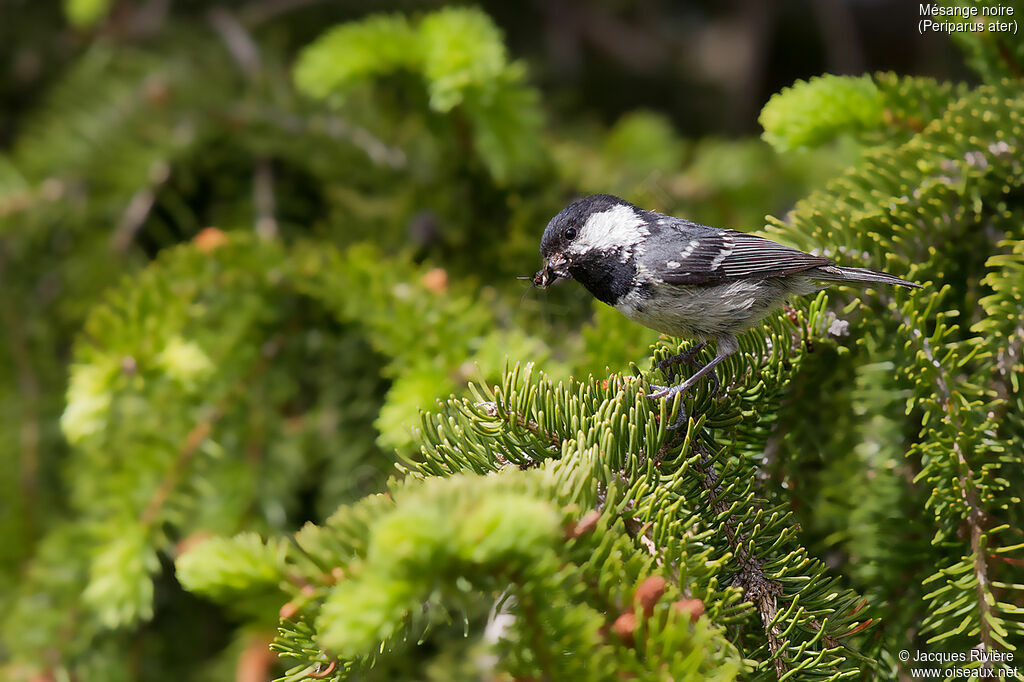 Mésange noireadulte nuptial, identification