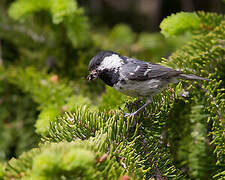 Coal Tit