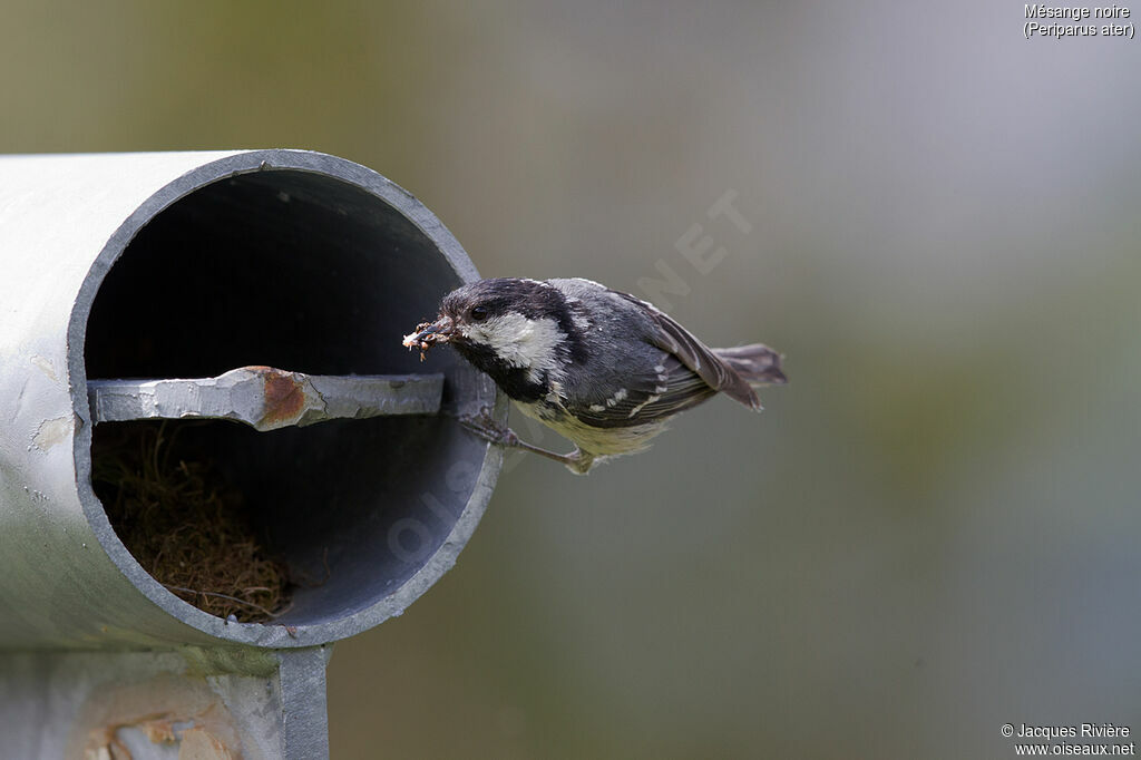 Coal Titadult breeding, identification, Reproduction-nesting