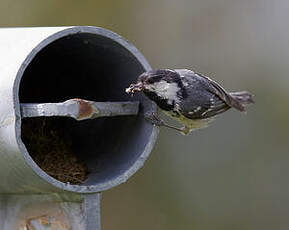 Mésange noire