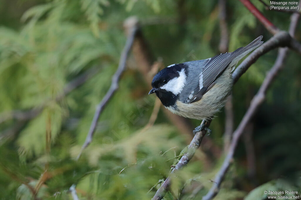 Mésange noireadulte internuptial, identification