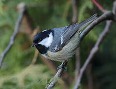 Coal Tit