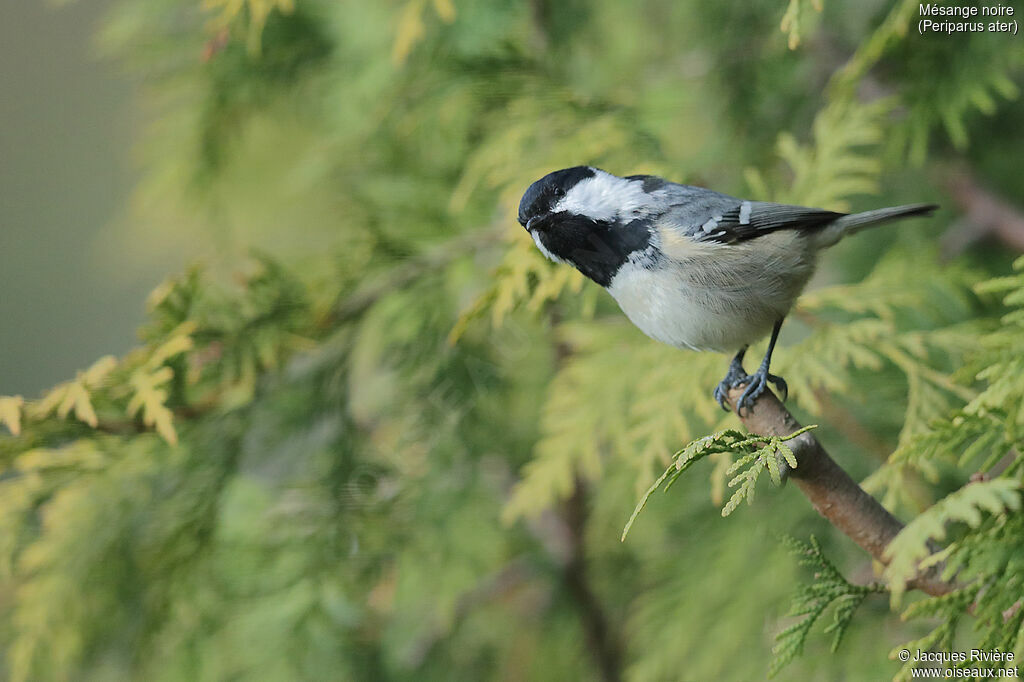 Mésange noireadulte, identification