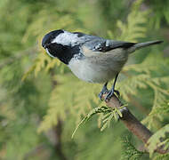 Coal Tit