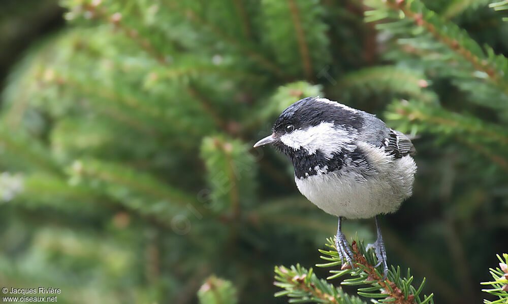 Mésange noireadulte internuptial