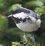 Coal Tit