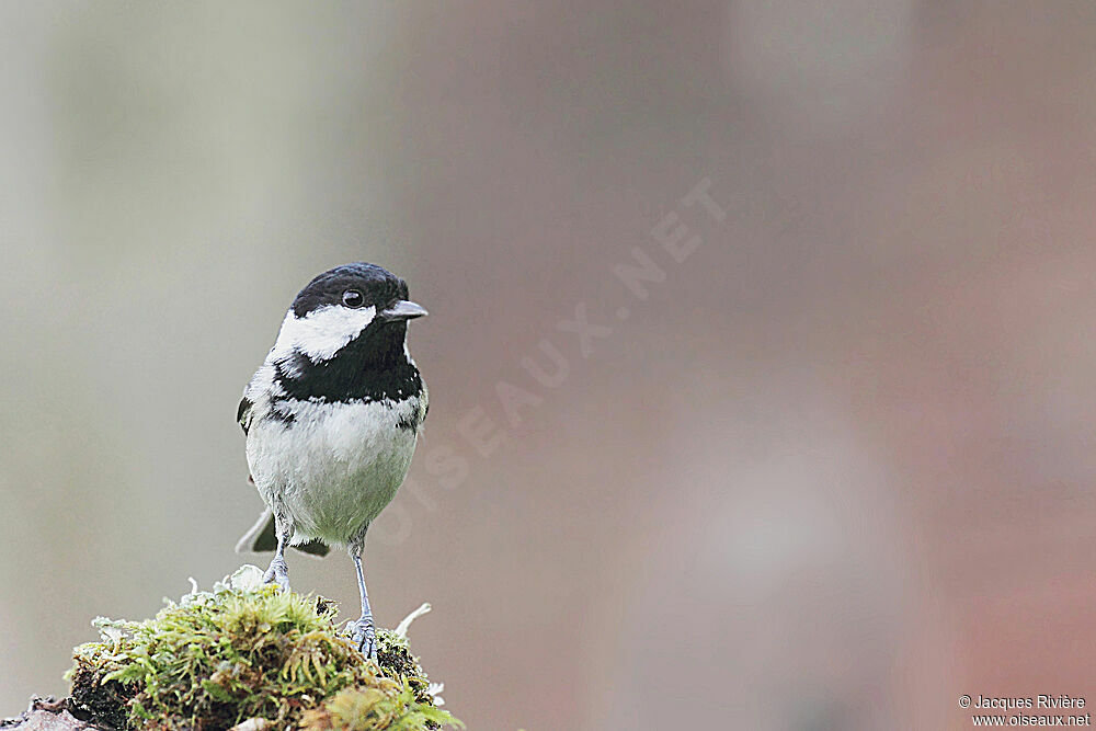 Mésange noireadulte internuptial